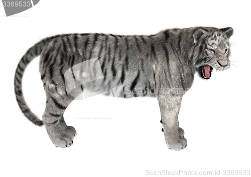 Image of White Tiger