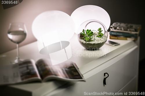 Image of Plants on table