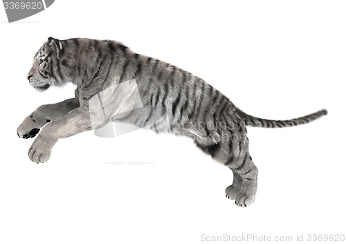 Image of White Tiger