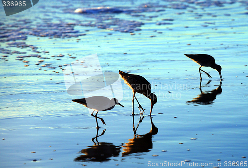 Image of Birds on the beach