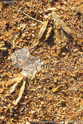 Image of Desert sand pattern texture