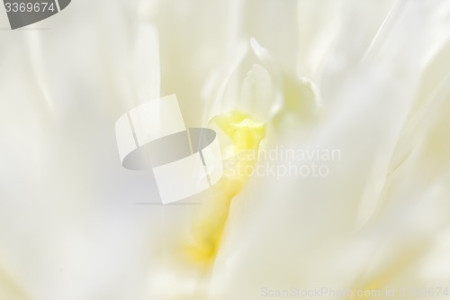 Image of Abstract beautiful gentle spring flower background.  Closeup with soft focus. Sweet color