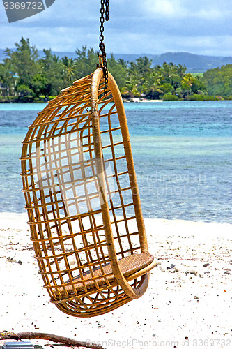 Image of lagoon seat osier  seaweed in nosy be indian 