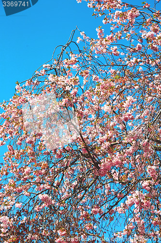 Image of in london park the pink tree and blossom  