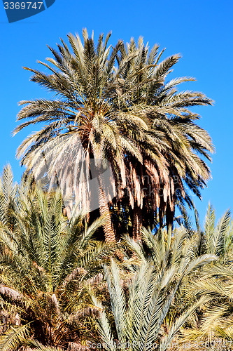 Image of tropical palm in morocco    and the  