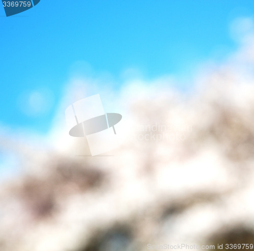 Image of in london   park the white     blossom flowers natural