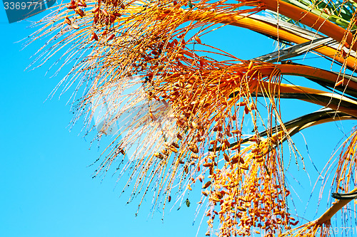 Image of   in the sky morocco africa and plant