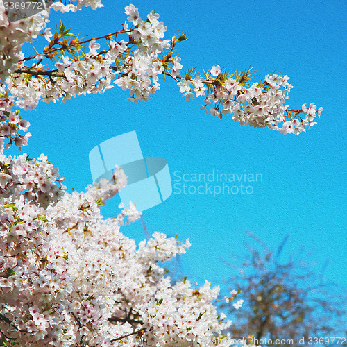 Image of in london   park the white tree and blossom flowers natural