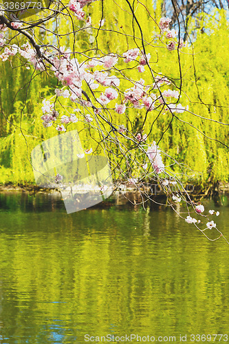 Image of in london   park the pink tree and blossom flowers natural