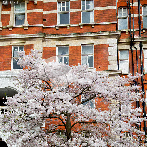 Image of tree  window in europe london  red brick wall     and      histo