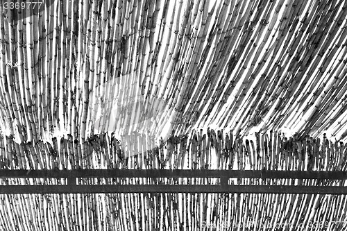 Image of morocco abstract bamboo roof in the  africa  sky