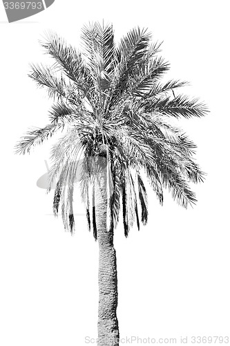 Image of tropical palm in morocco africa alone   and the sky