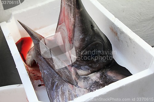 Image of Head of swordfish