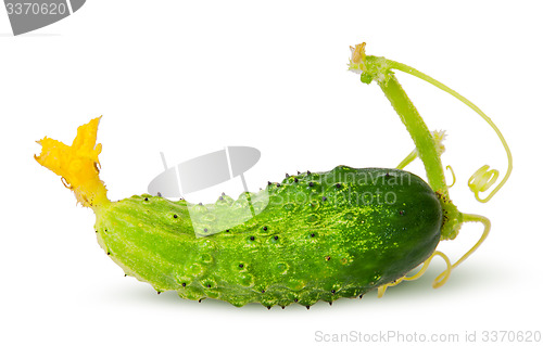 Image of Juicy green cucumber with stem
