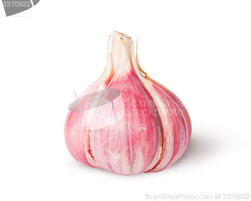 Image of Young fresh whole head of garlic