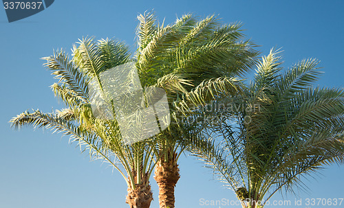 Image of Palm trees