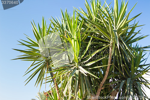 Image of Palm trees