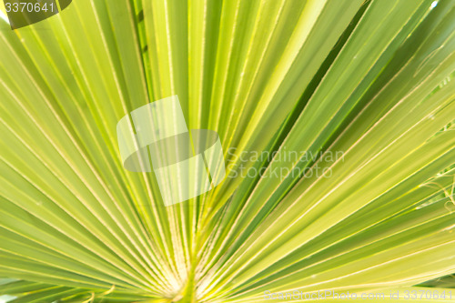 Image of Palm trees