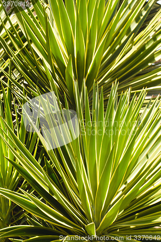 Image of Palm trees