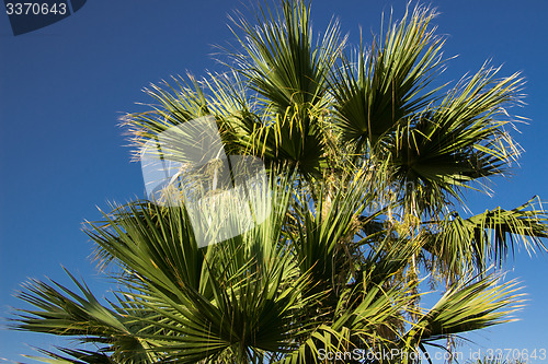 Image of Palm trees