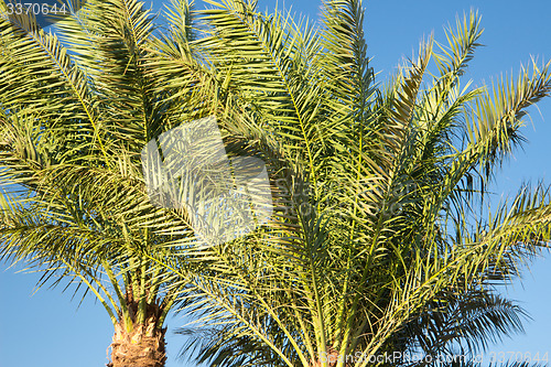 Image of Palm trees