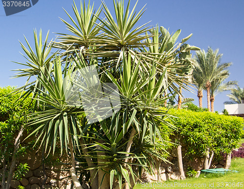 Image of Palm trees