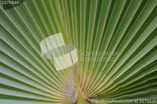 Image of Palm trees