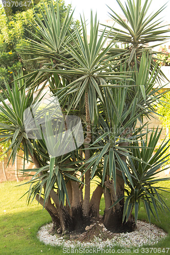 Image of Palm trees