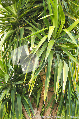 Image of Palm trees