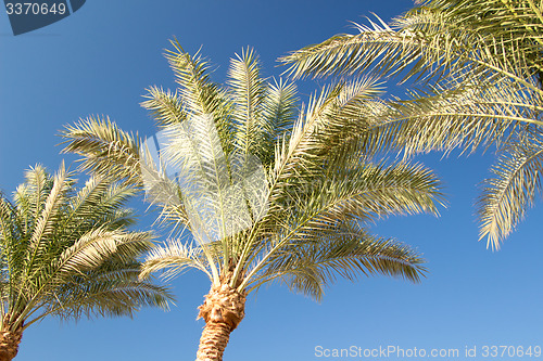 Image of Palm trees