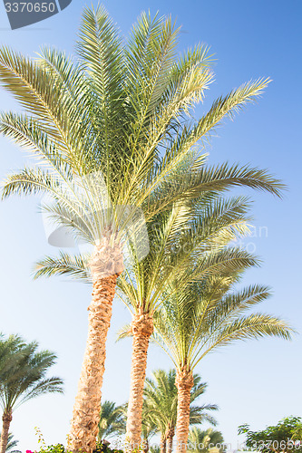 Image of Palm trees