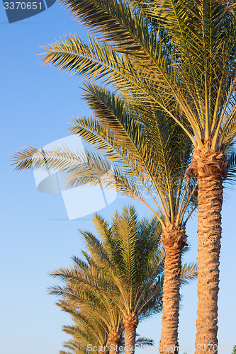 Image of Palm trees