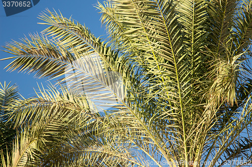 Image of Palm trees