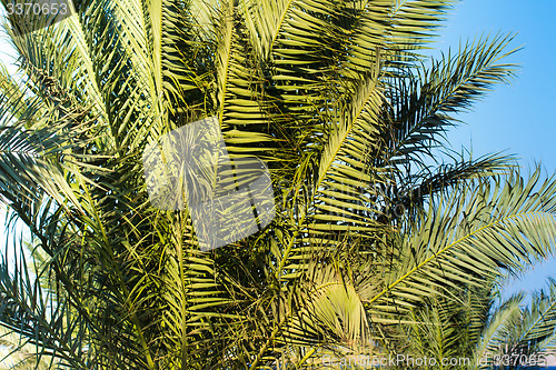 Image of Palm trees