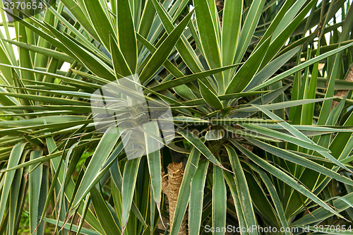 Image of Palm trees