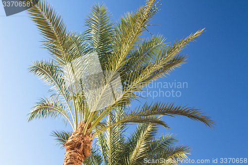 Image of Palm trees