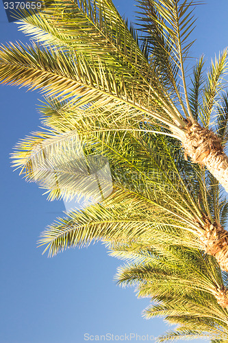 Image of Palm trees