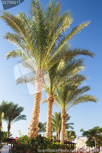 Image of Palm trees