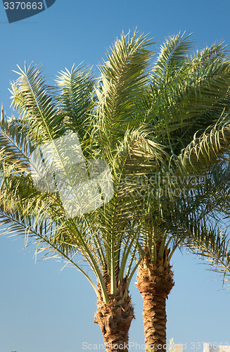 Image of Palm trees