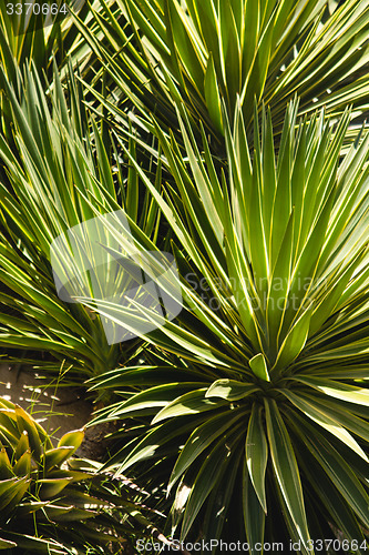 Image of Palm trees