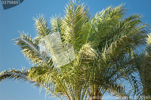 Image of Palm trees