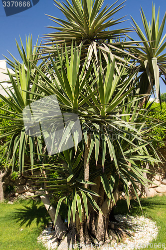 Image of Palm trees