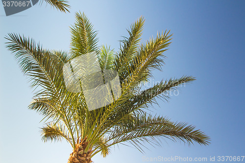 Image of Palm trees