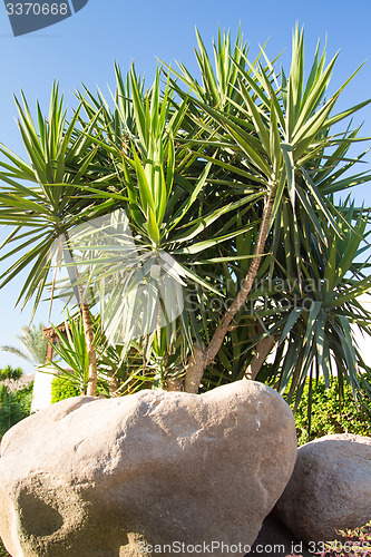 Image of Palm trees