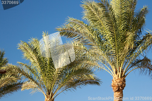 Image of Palm trees