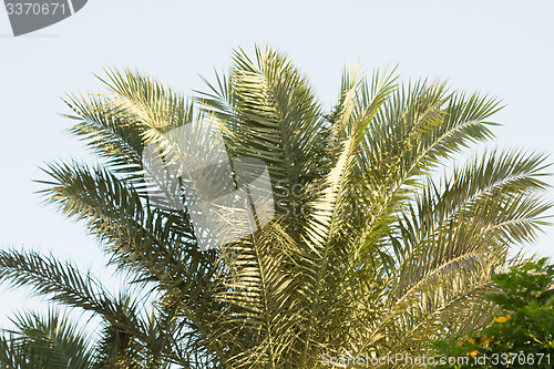 Image of Palm trees