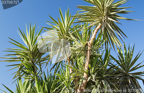 Image of Palm trees