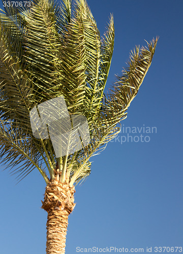 Image of Palm trees