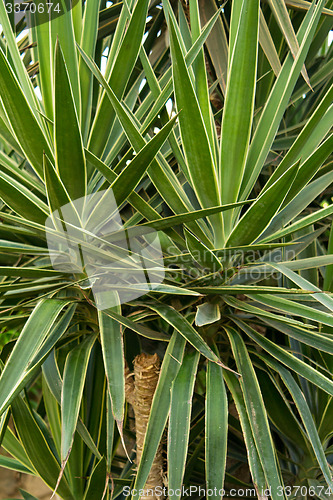 Image of Palm trees