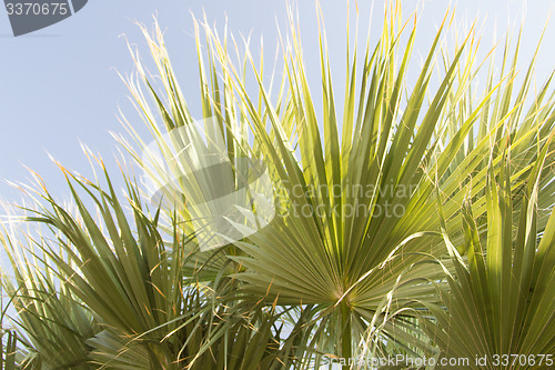 Image of Palm trees